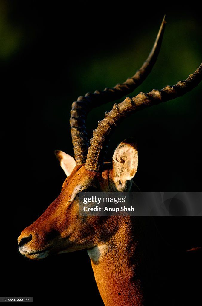 Impala (Aepyceros melampus) close up, Samburu N.R, Kenya