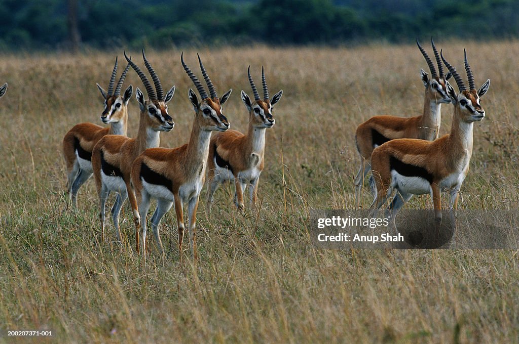Herd of Thomson's gazelles (Gazella thomsonii) standing, Masai Mara, Kenya
