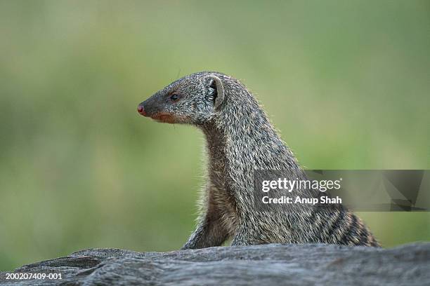 banded mongoose (mungos mungo) watching, masai mara, kenya - マングース ストックフォトと画像