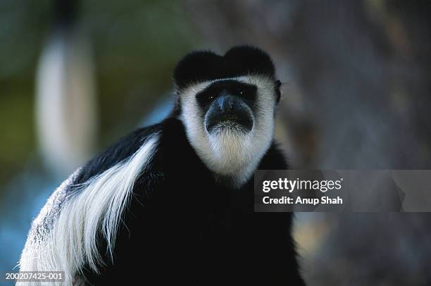 (eastern) black and white colobus (colobus guereza) close up, lake naivasha, kenya - leaf monkey stock pictures, royalty-free photos & images