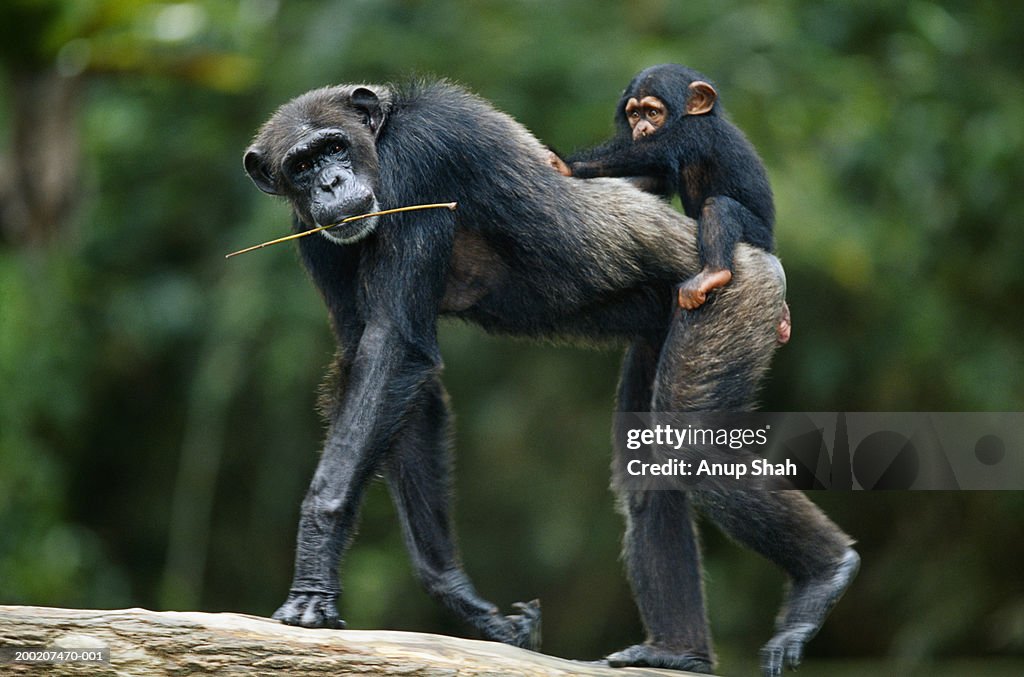Common chimpanzee ( Pan troglodytes) with it's young, Africa