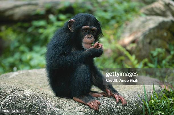 Chimpanzee Rocks 190 Chimpanzee Rock Stock Photos, High-Res Pictures, and Images - Getty ...
