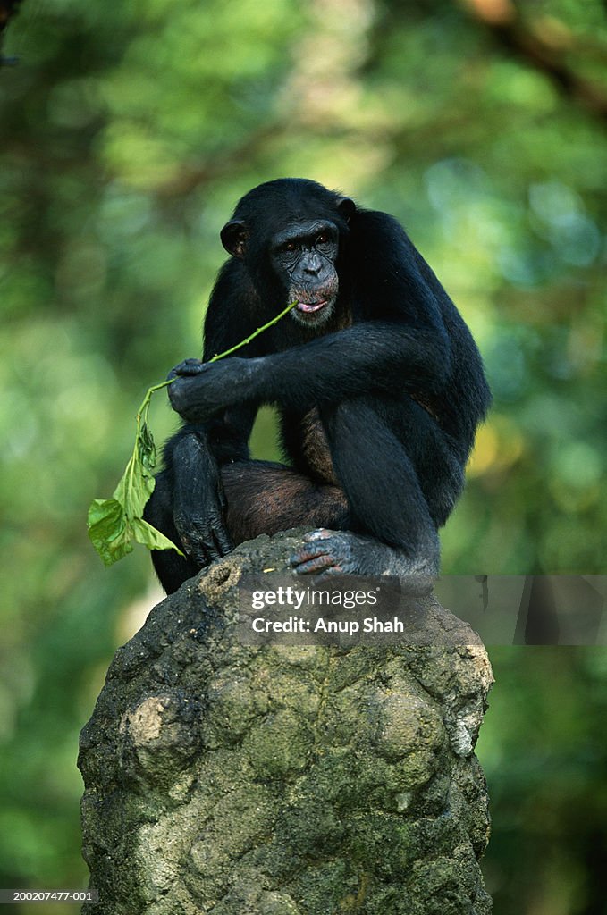 Common chimpanzee (Pan troglodytes) on rock, close up, Africa