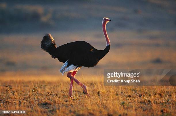 masai ostrich (struthio camelus) watching, side view, masai mara, kenya - flightless bird stockfoto's en -beelden