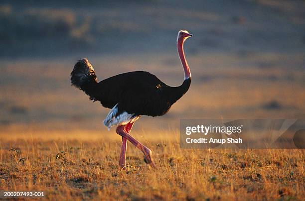 masai ostrich (struthio camelus) watching, side view, masai mara, kenya - ostrich 個照片及圖片檔