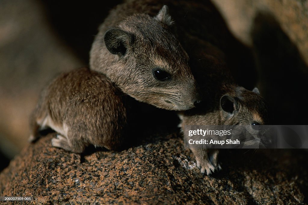 Three rats sitting together, close up