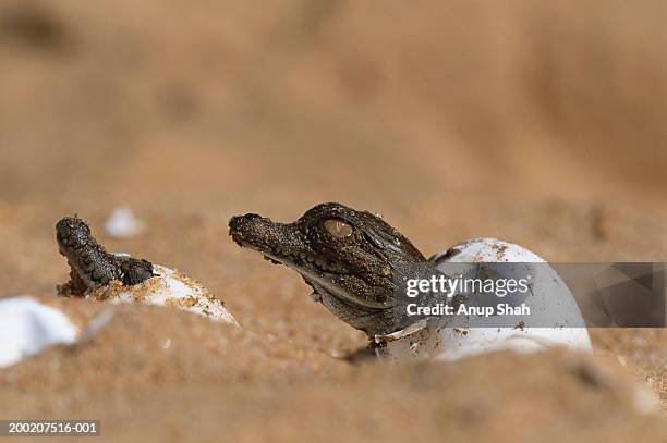 nile crocodile (crocodylus niloticus) hatching out of egg, captive, kenya - hatch stock-fotos und bilder