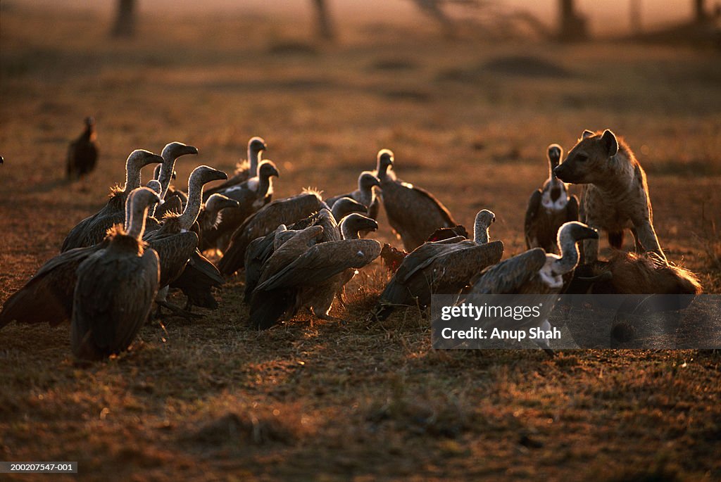 Group of Ruppell's vultures (Gyps rueppellii) with prey, close up, Masai Mara, Kenya