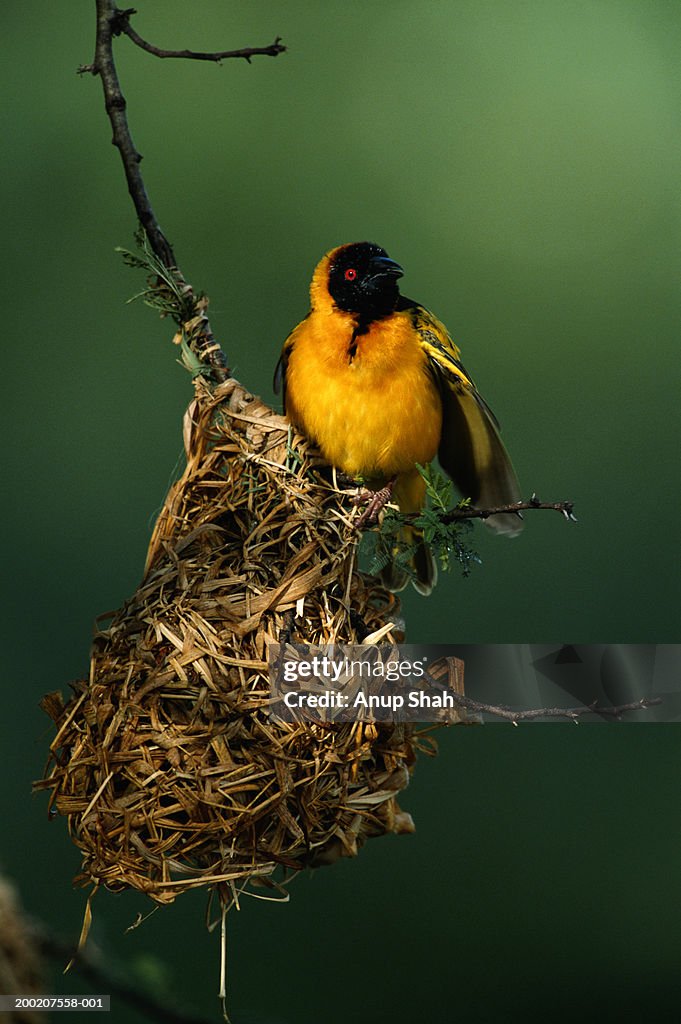 Masked weaver (Ploceus intermedius) in it's nest, close up, Masai Mara, Kenya