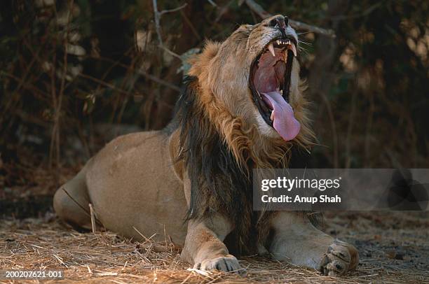 asiatic lion (panthera leo persica) sitting and yawning, gir, india - gir forest national park stock pictures, royalty-free photos & images