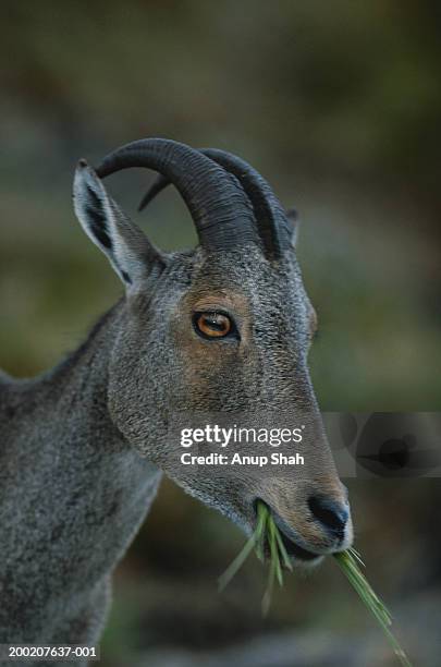 nilgiri tahr (hemitragus hylocrius) holding grass, close up, eravikulam n.p, india - nilgiri tahr stock pictures, royalty-free photos & images