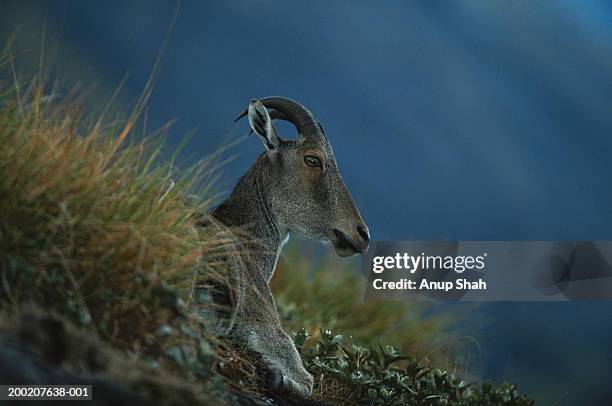 nilgiri tahr (hemitragus hylocrius) sitting and watching, eravikulam n.p, india - nilgiri tahr stock pictures, royalty-free photos & images