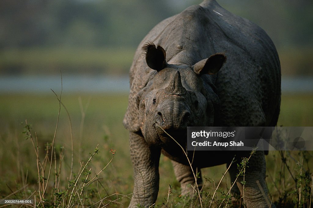 Indian rhinoceros (Rhinoceros unicornis) standing, close up, Kazaringa, India