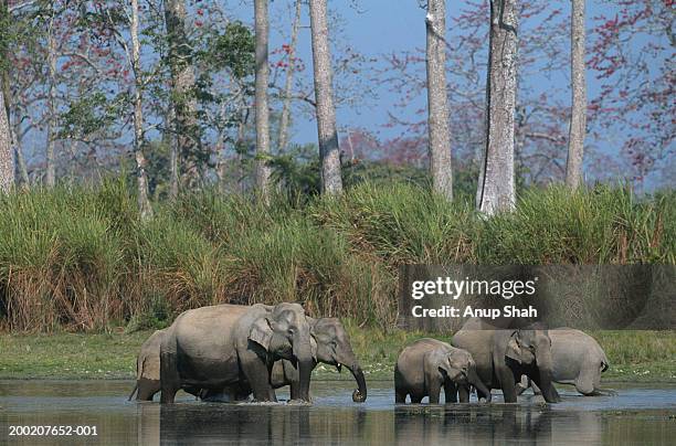 group of indian elephants (elephas maximus) in water, kazaringan n.p, india - kaziranga national park stock-fotos und bilder