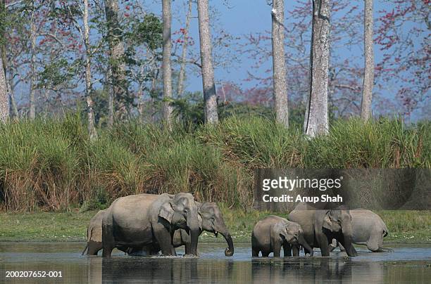 group of indian elephants (elephas maximus) in water, kazaringan n.p, india - kaziranga national park stock pictures, royalty-free photos & images