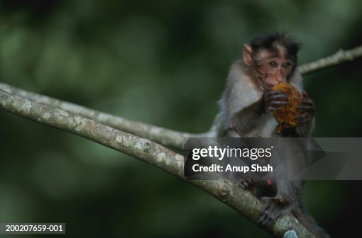 Bonnet monkey (Macaca radiata) sitting and holding, Periyar N.P, India Bonnet monkey (Macaca radiata) sitting and holding, Periyar N.P, India
