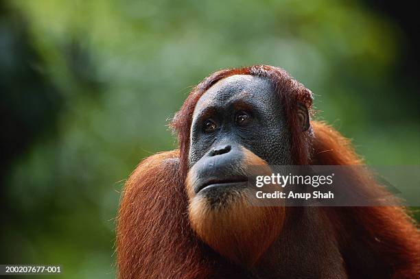 orang utan (pongo pygmaeus) close up, gunung leuser n.r, indonesia - leuser orangutan stock pictures, royalty-free photos & images