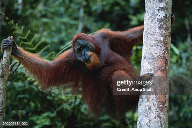 orang utan (pongo pygmaeus) hanging, close up, gunung leuser n.r, indonesia - leuser orangutan stock pictures, royalty-free photos & images