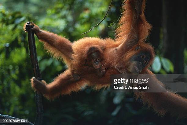 orang utan (pongo pygmaeus)  with young, close up, gunung leuser n.r, indonesia - leuser orangutan stock pictures, royalty-free photos & images