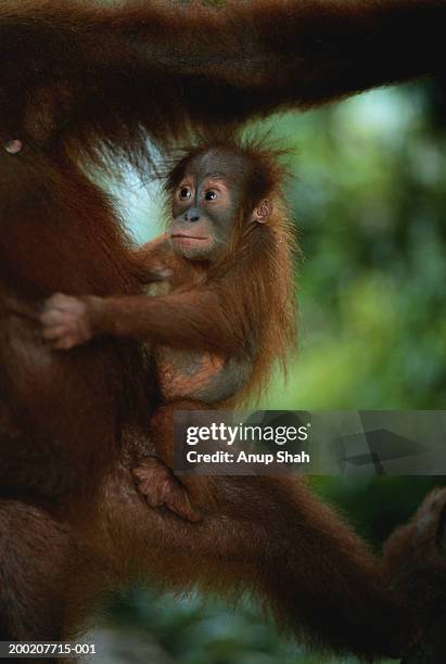 orang utan (pongo pygmaeus) staring, gunung leuser n.p, indonesia - leuser orangutan stock pictures, royalty-free photos & images