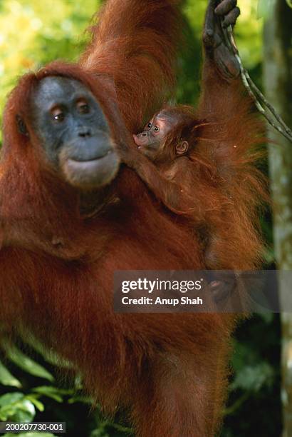 orang utan (pongo pygmaeus) climbing with young, gunung leuser n.p, indonesia - leuser orangutan stock pictures, royalty-free photos & images