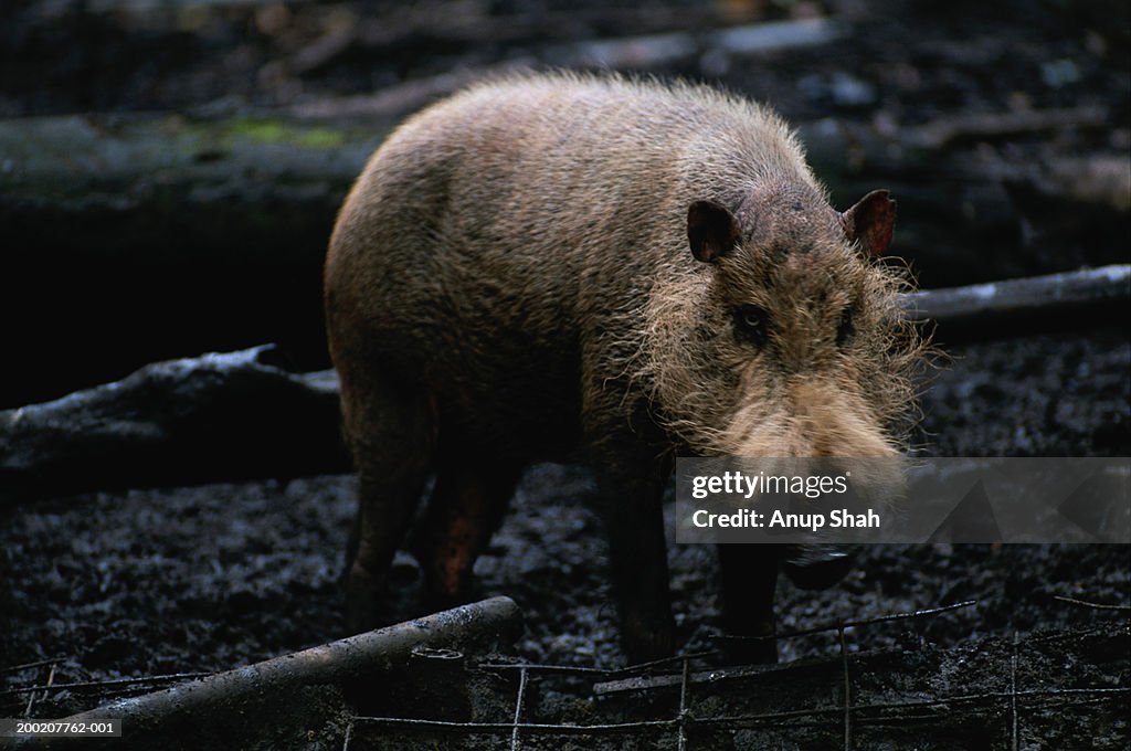 Bearded pig (Sus barbatus) standing, Rainforest, S.E.Asia