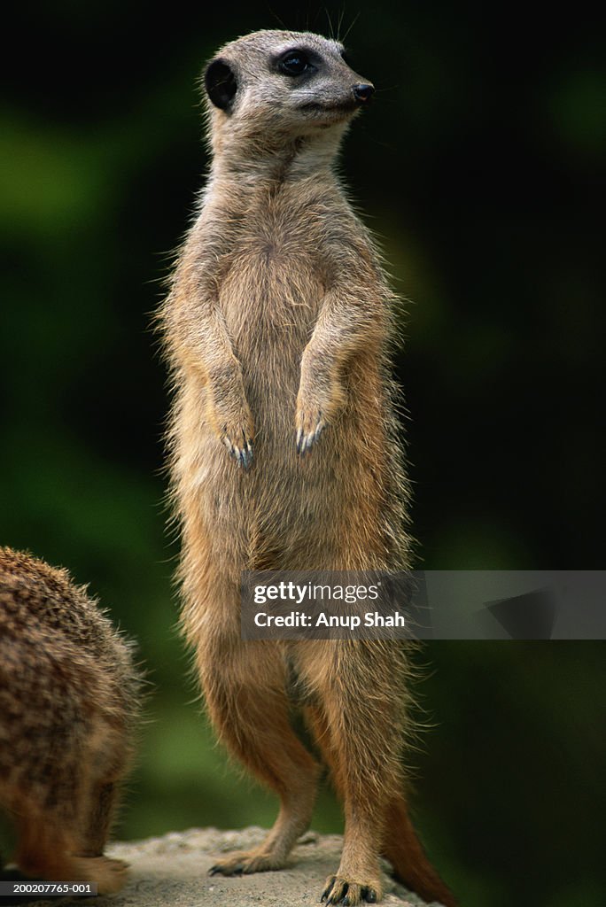 Meerkat (Suricata suricatta) standing, close up