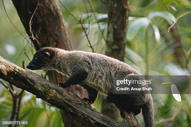 small toothed palm civet (arctogalidia trivirgata) on tree, asia - gato civeta fotografías e imágenes de stock