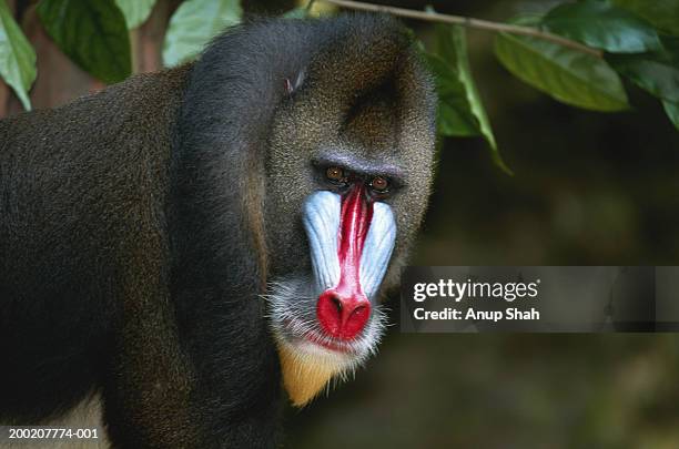 mandril (mandrillus sphinx) close up, west africa - mandrill stockfoto's en -beelden