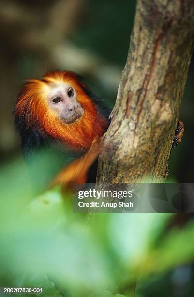 golden-headed lion tamarin (leontopithecus chrysomelas) holding tree, close up - golden headed lion tamarin stock pictures, royalty-free photos & images