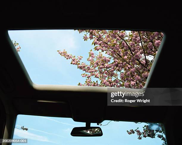 cherry blossom, view through car sun roof, low angle view - car sunroof stockfoto's en -beelden