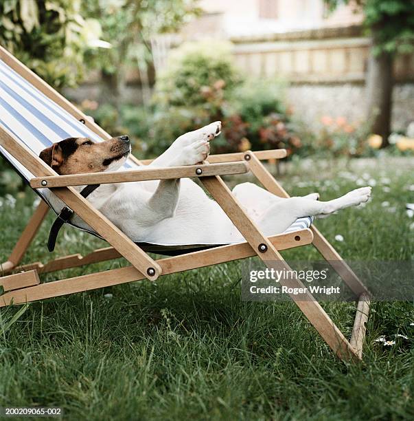 jack russell terrier dog lying on back in deck chair in garden - supino foto e immagini stock