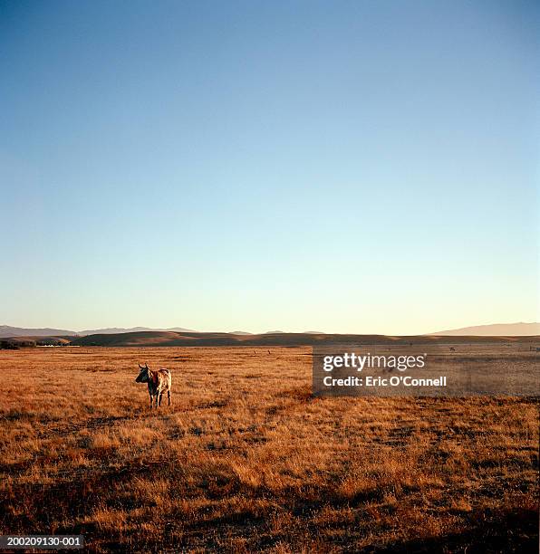 longhorn steer in field, sunrise - longhorn ストックフォトと画像