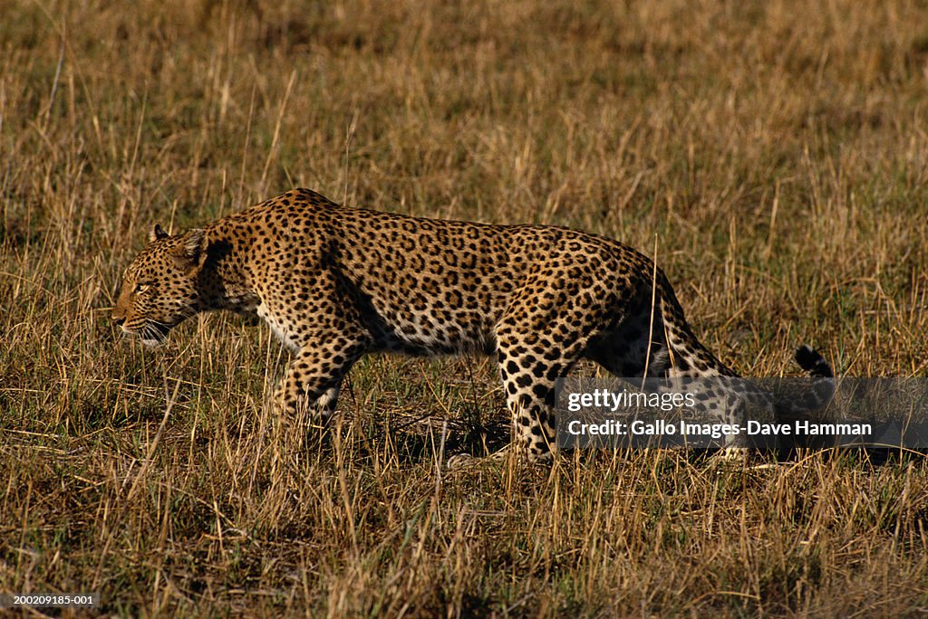 Leopard Predating Leopard Stalking