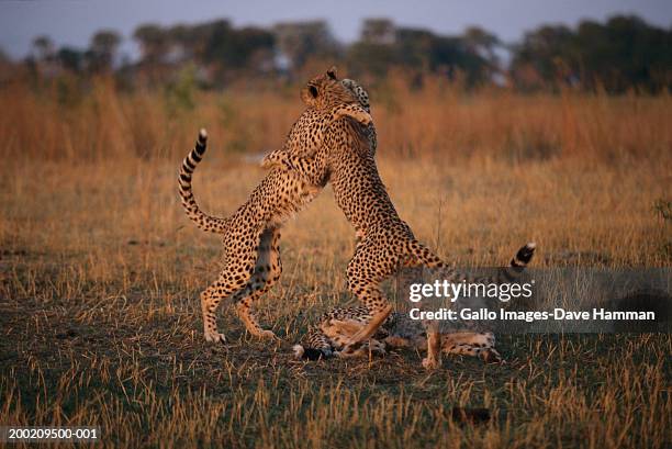 cheetahs (acinonyx jubatus) playing in field - rearing up stockfoto's en -beelden