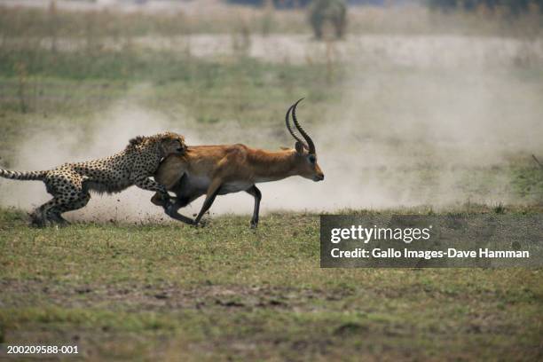 cheetah (acinonyx jubatus) hunting impala, side view - have as one’s goal stock-fotos und bilder