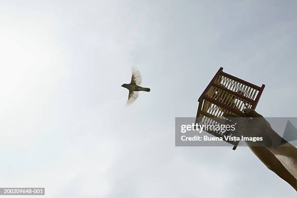 man releasing bird from small cage, low angle view - birdcage stockfoto's en -beelden