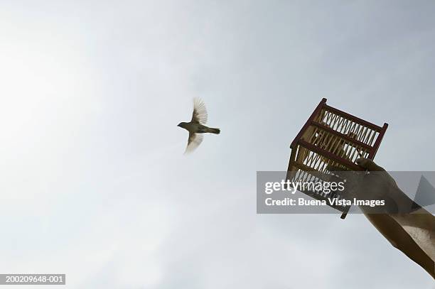 man releasing bird from small cage, low angle view - birdcage bildbanksfoton och bilder