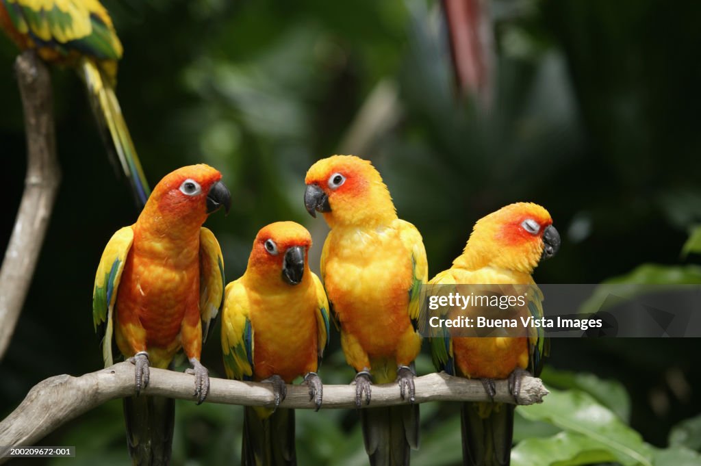 Four Sun Conures (Aratinga solstitialis) on branch, close-up