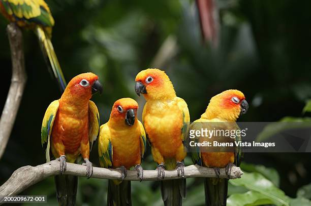 four sun conures (aratinga solstitialis) on branch, close-up - tropical bird stock pictures, royalty-free photos & images