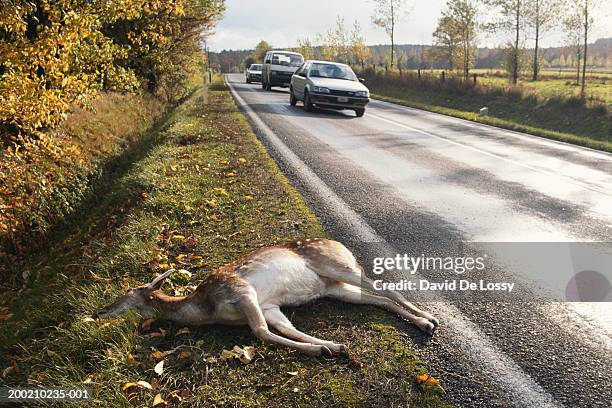 animal lying besides the road - roadkill stock pictures, royalty-free photos & images