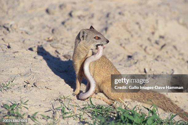 yellow mongoose (cynictis penicillata) eating small snake - マングース ストックフォトと画像