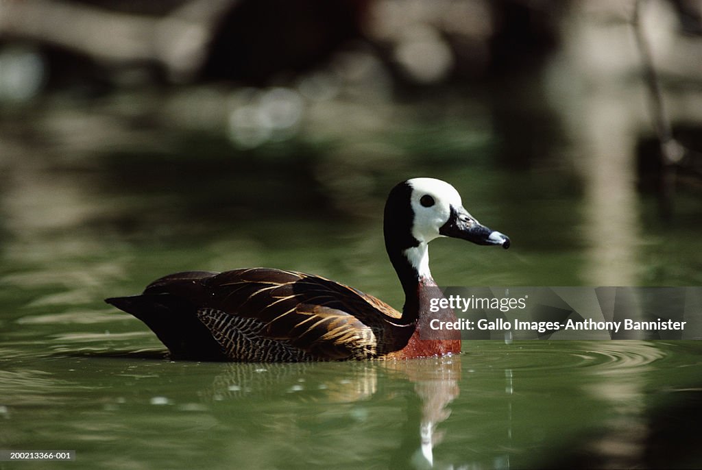 White-faced whistling-duck (Dendrocygna viduata), close-up