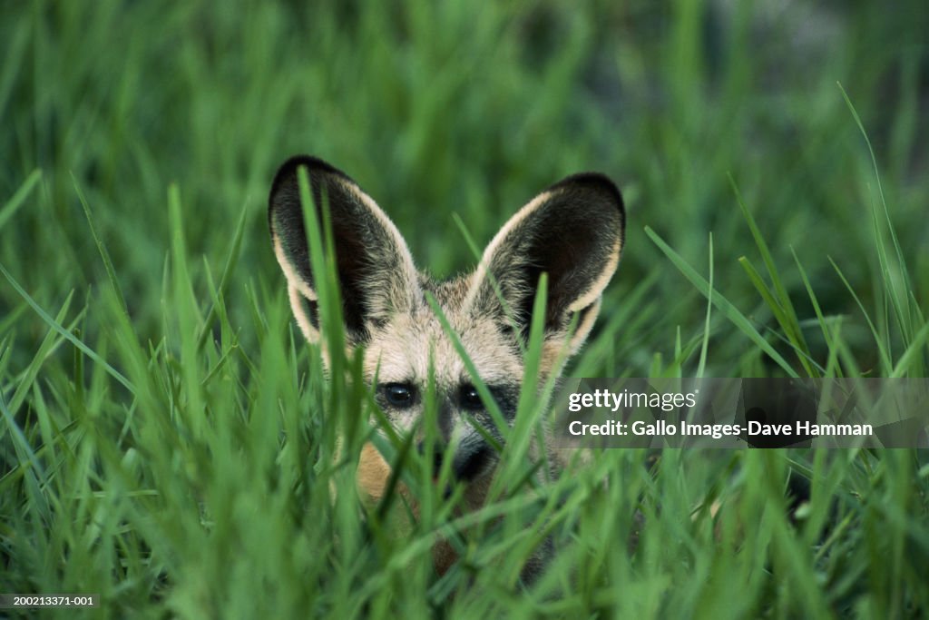 Bat-eared fox (Otocyon megalotis) lying in long grass, close-up