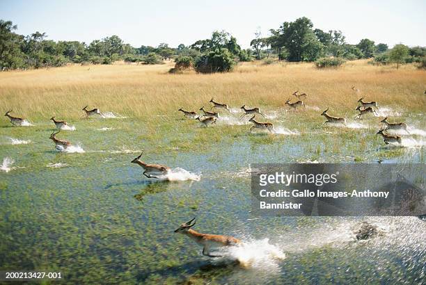 herd of red lechwe (kobus leche) running across swamp, elevated view - fauna selvatica foto e immagini stock