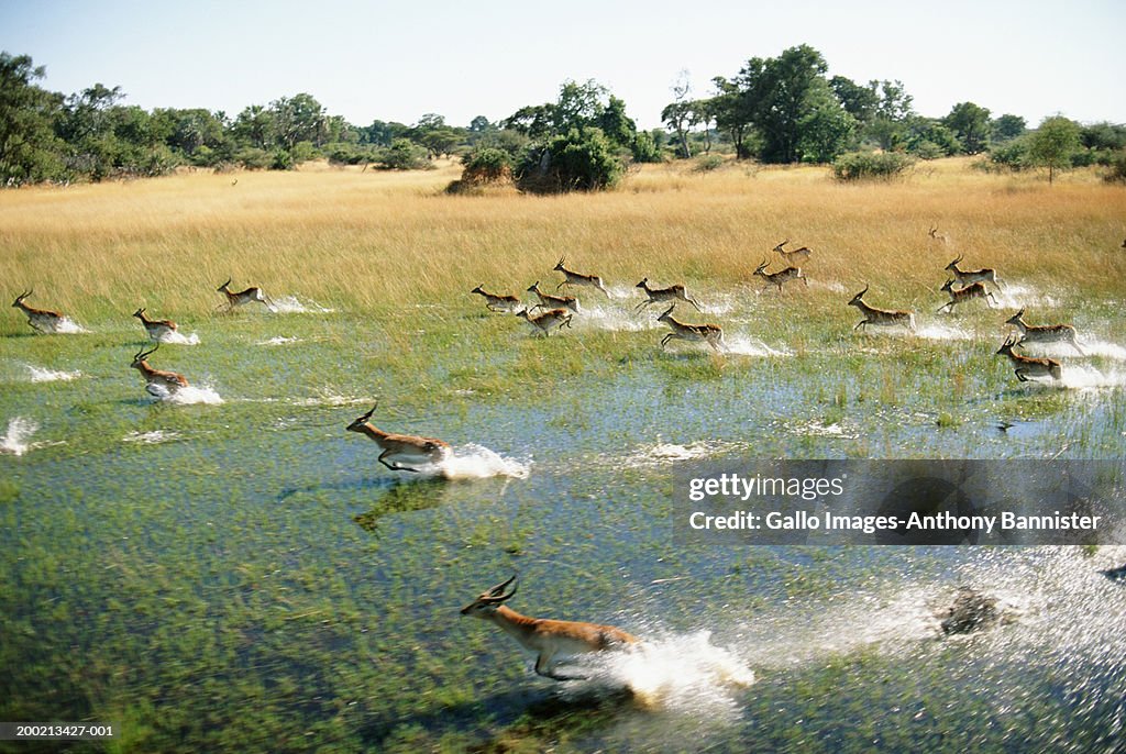 Herd of red lechwe (Kobus leche) running across swamp, elevated view