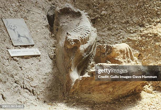 Masod Reki 12 Reki Stock Photos, High-Res Pictures, and Images - Getty Images