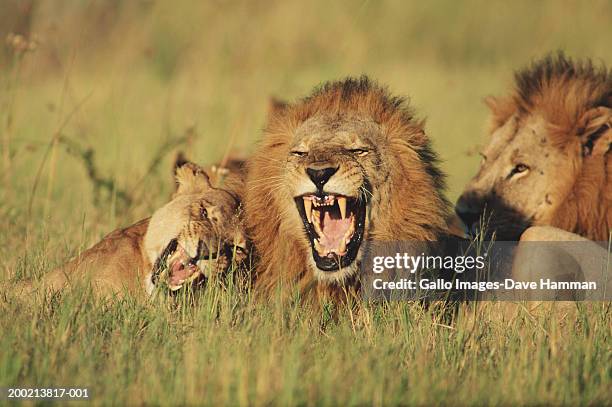 lions and lioness (panthera leo) lying in field - löwenrudel stock-fotos und bilder