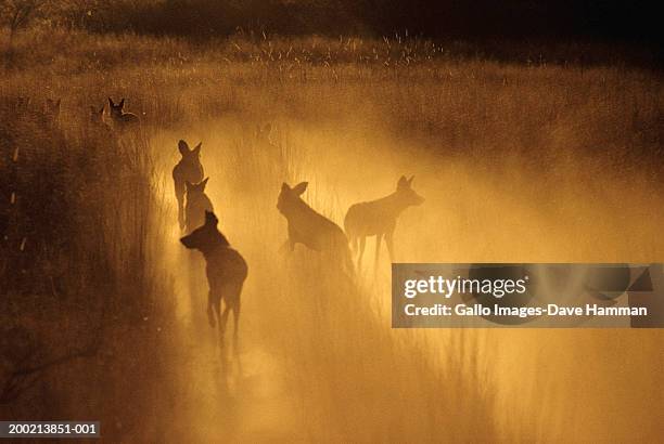 african wild dog pack silhouetted against mist, night - lycaon photos et images de collection