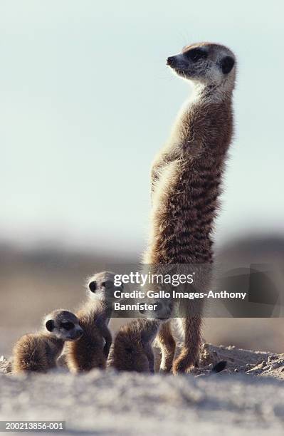 suricate (suricata suricatta) standing over infants, close-up - female animal stock pictures, royalty-free photos & images